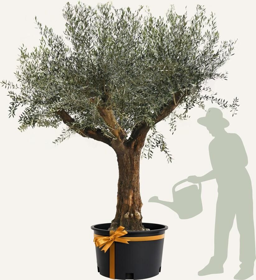 Evergreens Olijfboom Olea europaea 'Branched' 70 100 Stamomtrek Olea Europea Olijfboom op stam in pot Winterhard Groenblijvend Olijven Voeding