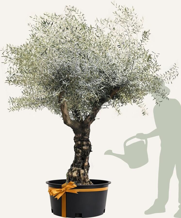 Evergreens Olijfboom Olea europaea 'Branched' 70 90 Stamomtrek Olea Europea Olijfboom op stam in pot Winterhard Groenblijvend Olijven Voeding