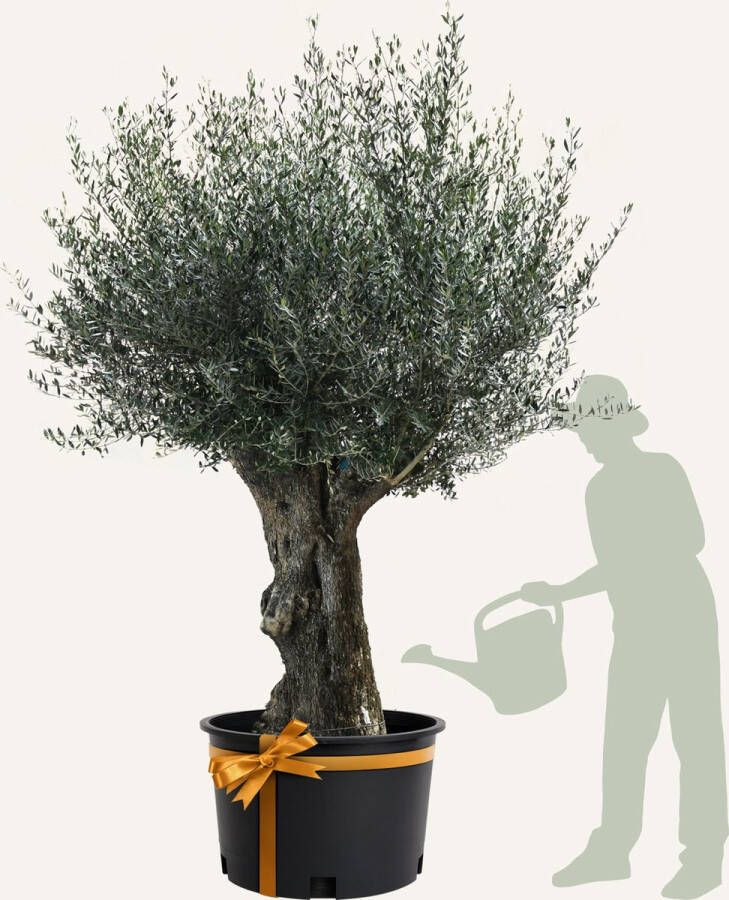Evergreens Olijfboom Olea europaea 'Bonsai' 120 140 Olea Europea Olijfboom op stam in pot Winterhard Groenblijvend Olijven Voeding