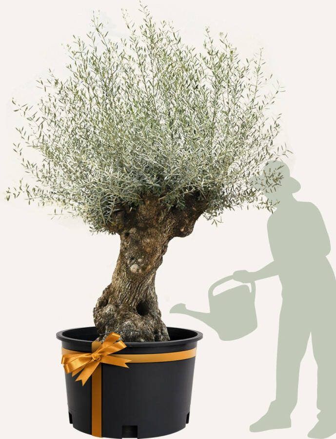 Evergreens Olijfboom Olea europaea 'Bonsai' 120 160 Olea Europea Olijfboom op stam in pot Winterhard Groenblijvend Olijven Voeding