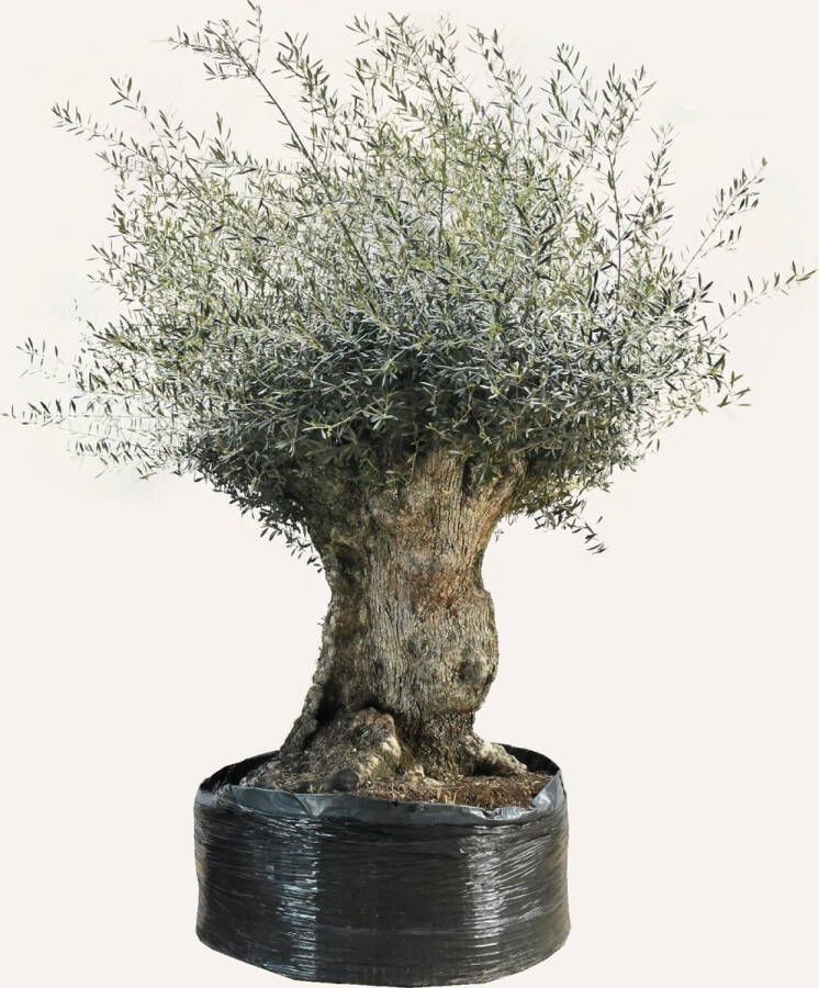 Evergreens Olijfboom Olea europaea 'Bonsai' 170 190 Olea Europea Olijfboom op stam in net Winterhard Groenblijvend Olijven Voeding