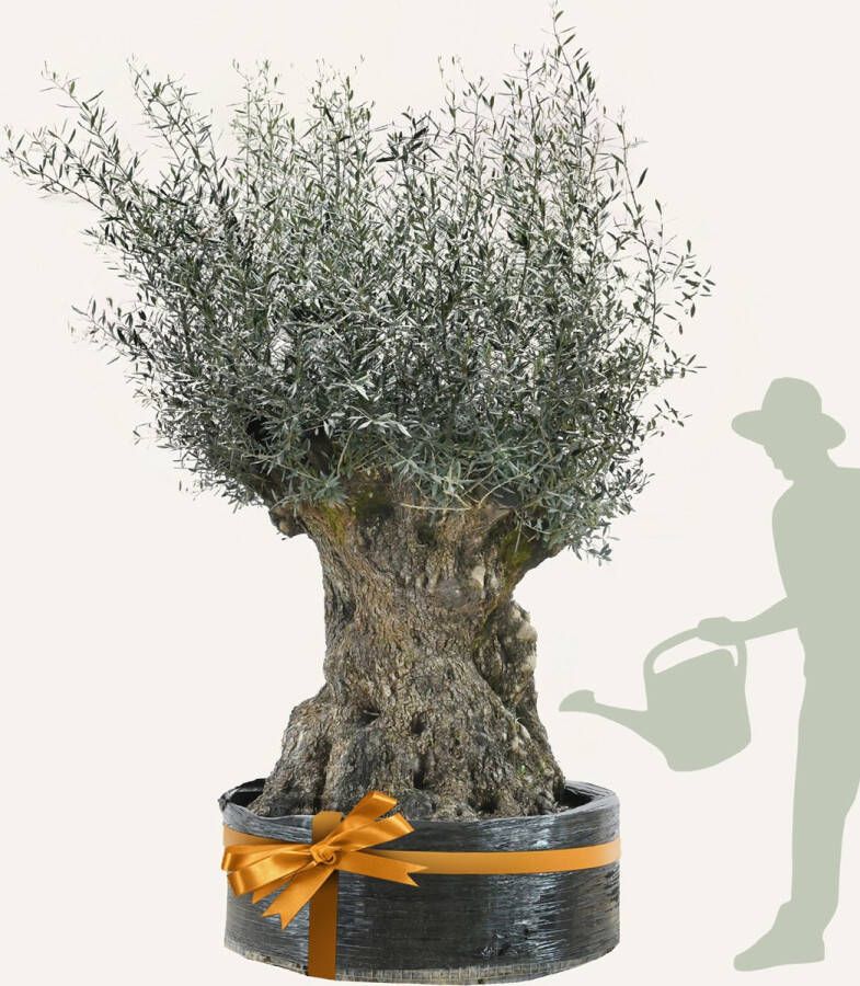 Evergreens Olijfboom Olea europaea 'Bonsai' 180 200 Olea Europea Olijfboom op stam in net Winterhard Groenblijvend Olijven Voeding