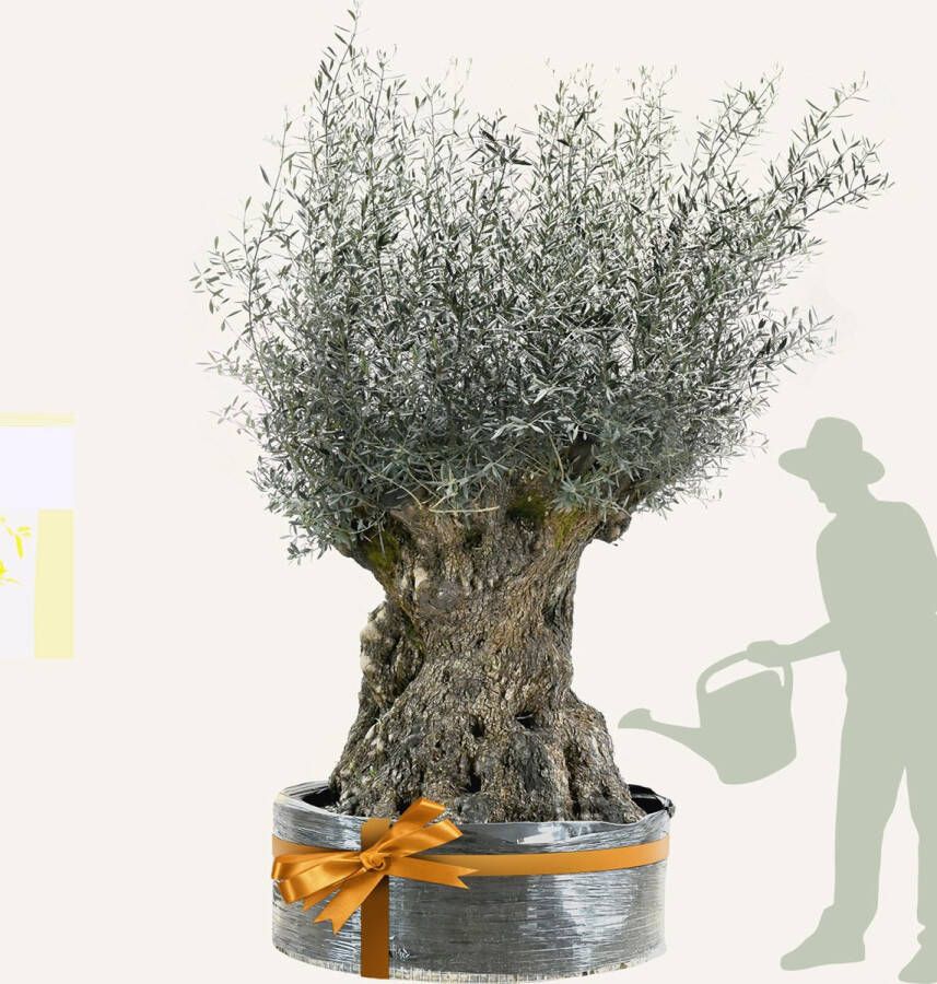 Evergreens Olijfboom Olea europaea 'Bonsai' 200 220 Olea Europea Olijfboom op stam in net Winterhard Groenblijvend Olijven Voeding