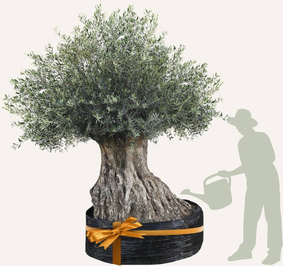 Evergreens Olijfboom Olea europaea 'Bonsai' 200 250 Olea Europea Olijfboom op stam in net Winterhard Groenblijvend Olijven Voeding