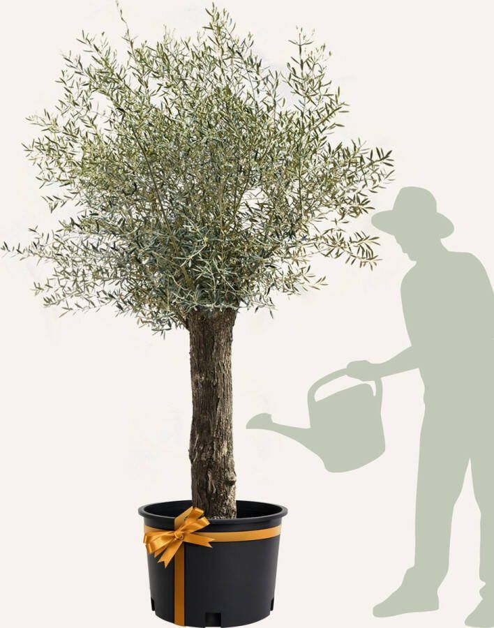 Evergreens Olijfboom Olea europaea 'Bonsai' 40 60 Olea Europea Olijfboom op stam in pot Winterhard Groenblijvend Olijven Voeding