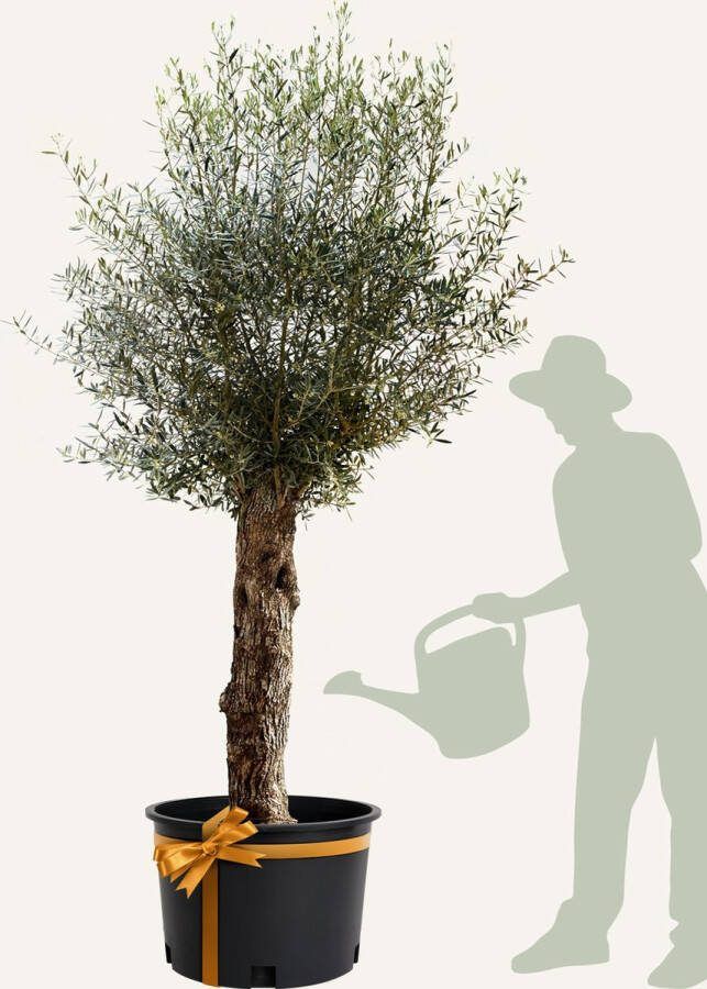 Evergreens Olijfboom Olea europaea 'Bonsai' 60 80 Olea Europea Olijfboom op stam in pot Winterhard Groenblijvend Olijven Voeding