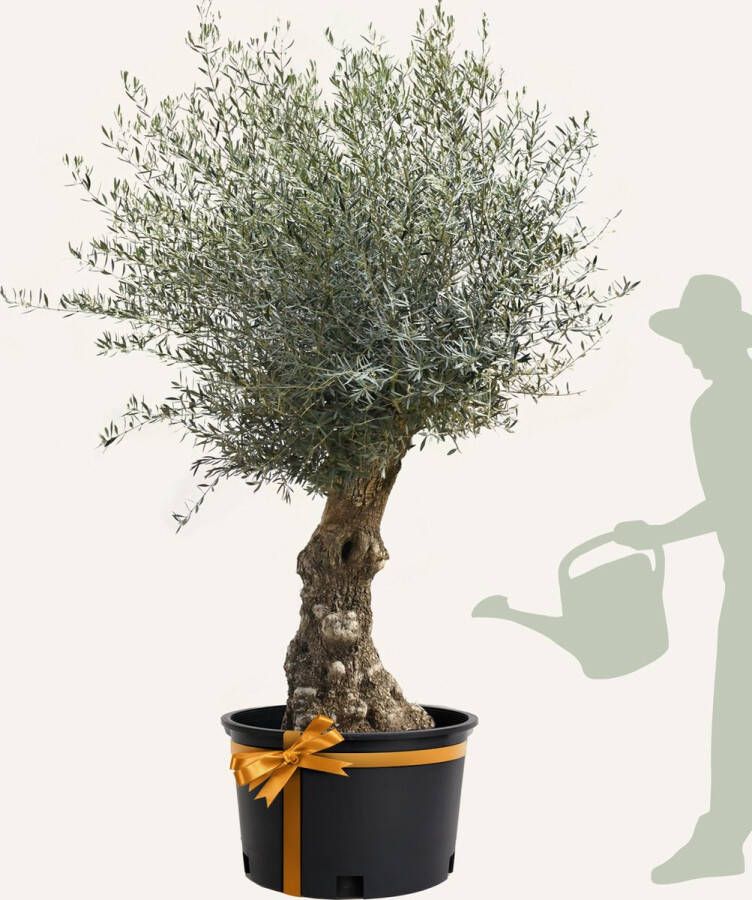 Evergreens Olijfboom Olea europaea 'Bonsai' 80 100 Olea Europea Olijfboom op stam in pot Winterhard Groenblijvend Olijven Voeding