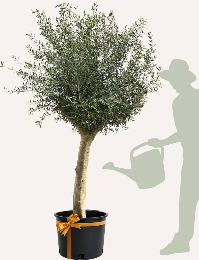 Evergreens Olijfboom Olea europaea 'Branched' 30 50 Olea Europea Olijfboom op stam in pot Winterhard Groenblijvend Olijven Voeding