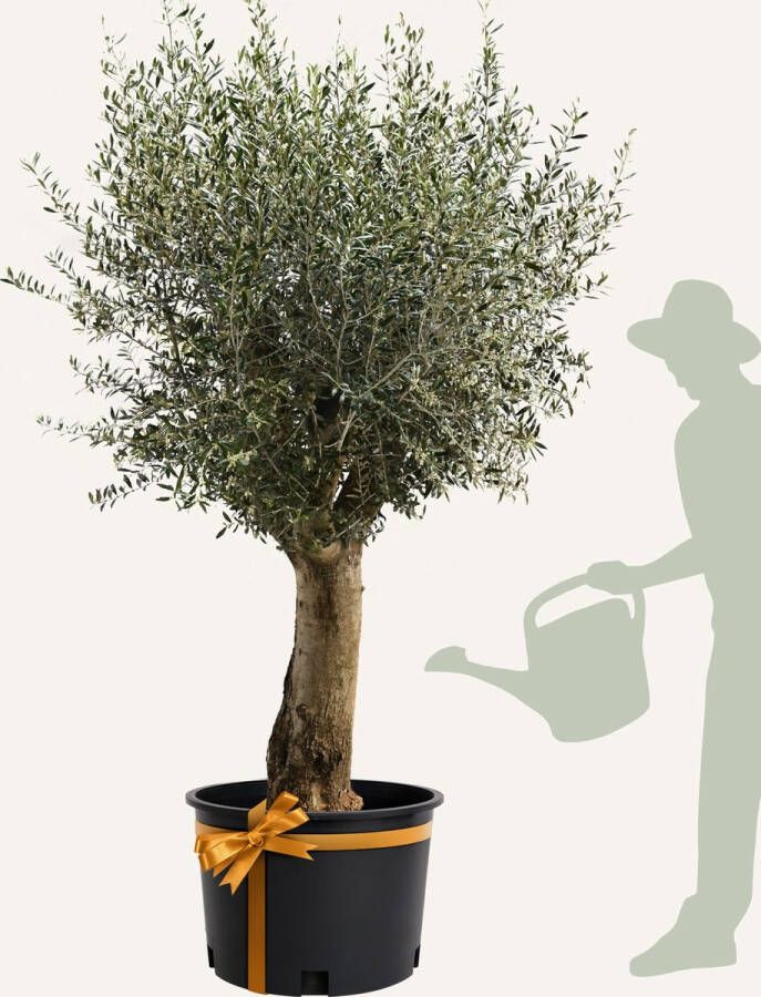 Evergreens Olijfboom Olea europaea 'Branched' 40 60 Olea Europea Olijfboom op stam in pot Winterhard Groenblijvend Olijven Voeding