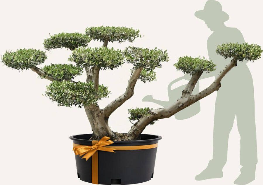 Evergreens Olijfboom Olea europaea 'Pom' 130 180 Olea Europea Olijfboom op stam in pot Winterhard Groenblijvend Olijven Voeding