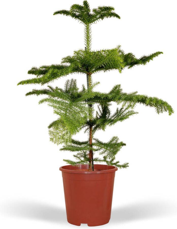 123flora.nl Araucaria Heterophylla Ø21 ↨70cm