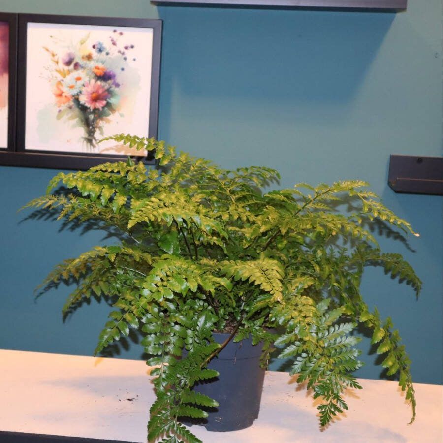Everspring Asplenium Parvati (Moedervaren) Sierplant hoogte 45 cm Ø21 kamerplant -luchtzuiverend