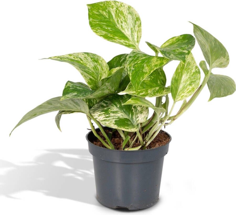 Hello Plants Epipremnum Scindapsus Marble Queen Ø 12 cm Hoogte: 15 cm Drakenklimop Klimplant Hangplant