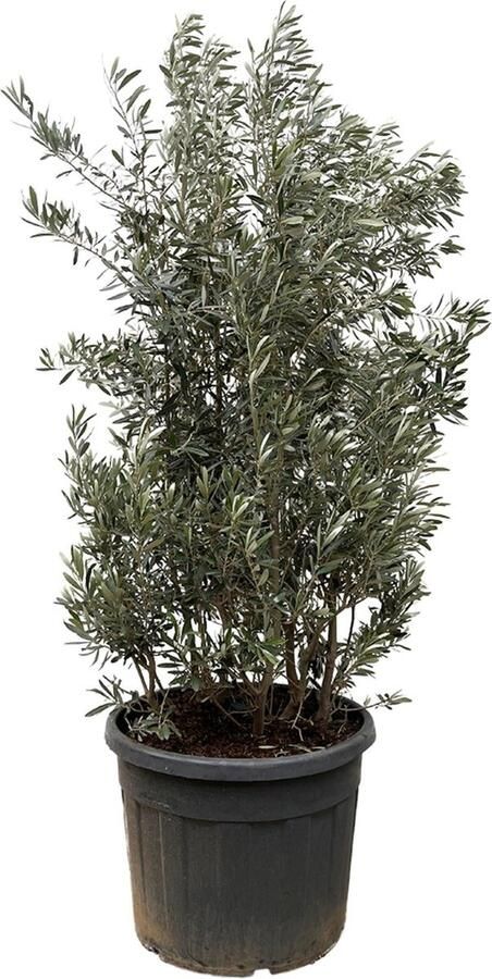 Everspring NatureNest Olijfboom struik Olea Europaea 1 Stuk 215 225cm
