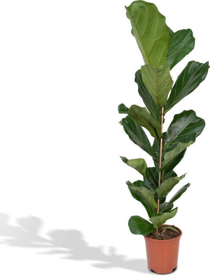 Everspring Ficus Lyrata Rubberplant 100cm √ò21