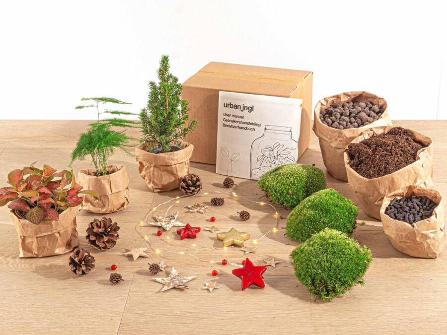 Everspring Kerst planten terrarium pakket mini-kerstboom 3 planten navulling & startpakket- diy