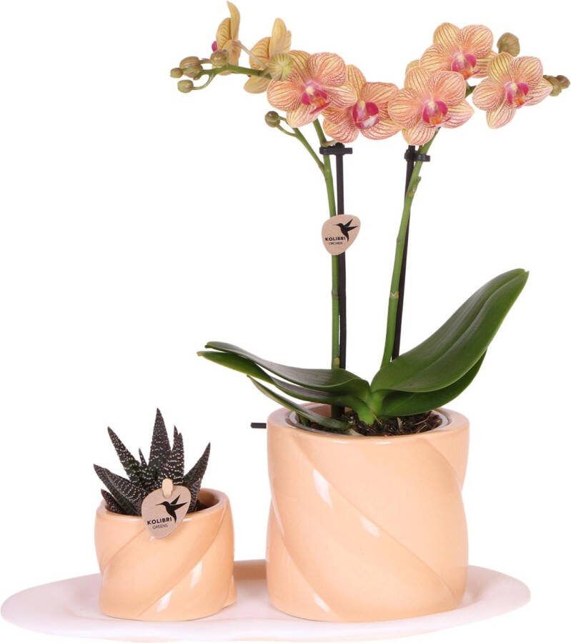 Everspring Kolibri Orchids Gift set Groene plant met oranje Phalaenopsis orchidee in Candy sierpotten op wit organisch dienblad