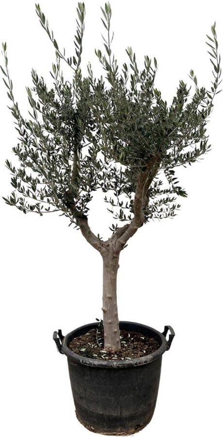 Everspring NatureNest Olijfboom Olea Europaea Cultivo 1 Stuk 200 210cm