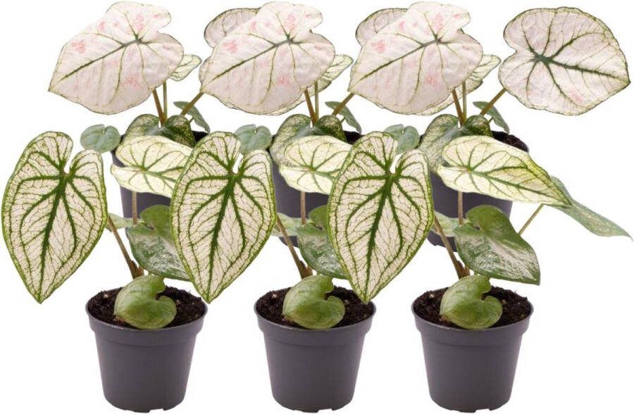 Everspring Vetplanten mix 5.5 cm 5x in Mexicaanse pot