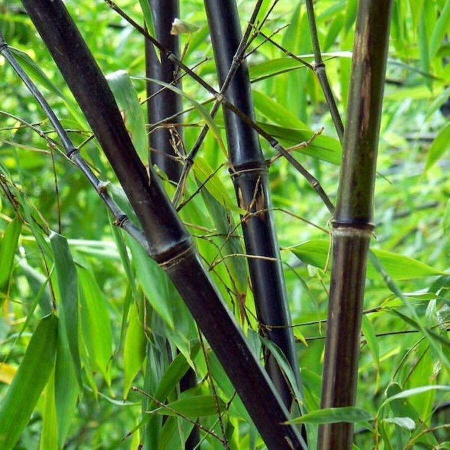 Fargesia 5 stuks nitida 'Black Pearl' Niet Woekerende Bamboe 80-100cm in kweekpot 2 liter Bamboe en Siergrassen
