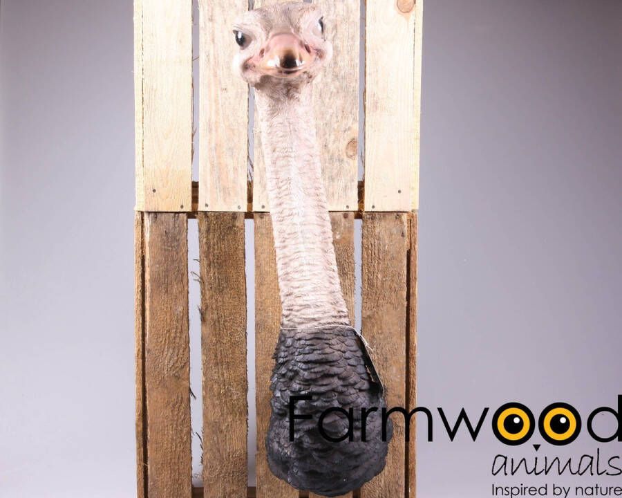 Farmwood Animals Decoratief Beeld Struisvogel Wandhanger Wanddecoratie Realistisch Polyresin Grijs 25 X 19 Cm