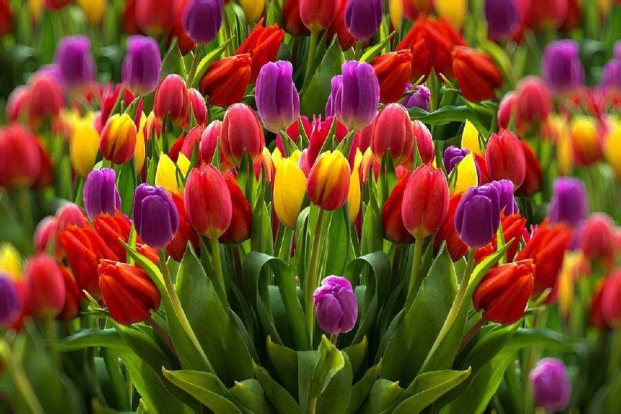 Ferrarium 15 zakjes tulpenvoeding (1 zakje is voor 1 liter) voeding voor tulpen tulpenvoeding plantenvoeding voor tulpen lang leven tulpen mooi houden