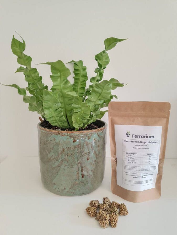 Ferrarium plantenvoedingskegels 35 stuks voor kamerplanten & terrasplanten in hersluitbare stazak voeding voor planten voedingskegels plantenkegels EasyTabs Plantenvoeding Kamerplanten & Balkonplanten Ecosysteemvriendelijk
