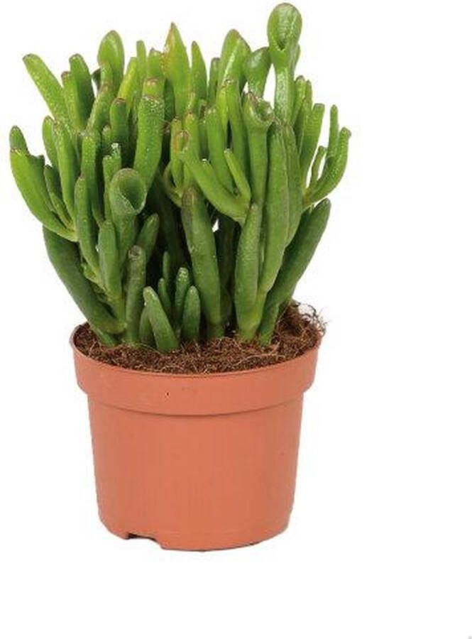 Firenze Bloemenatelier Crassula Hobbit x2 jade planten vetplanten weinig water Ø8Cm 10Cm