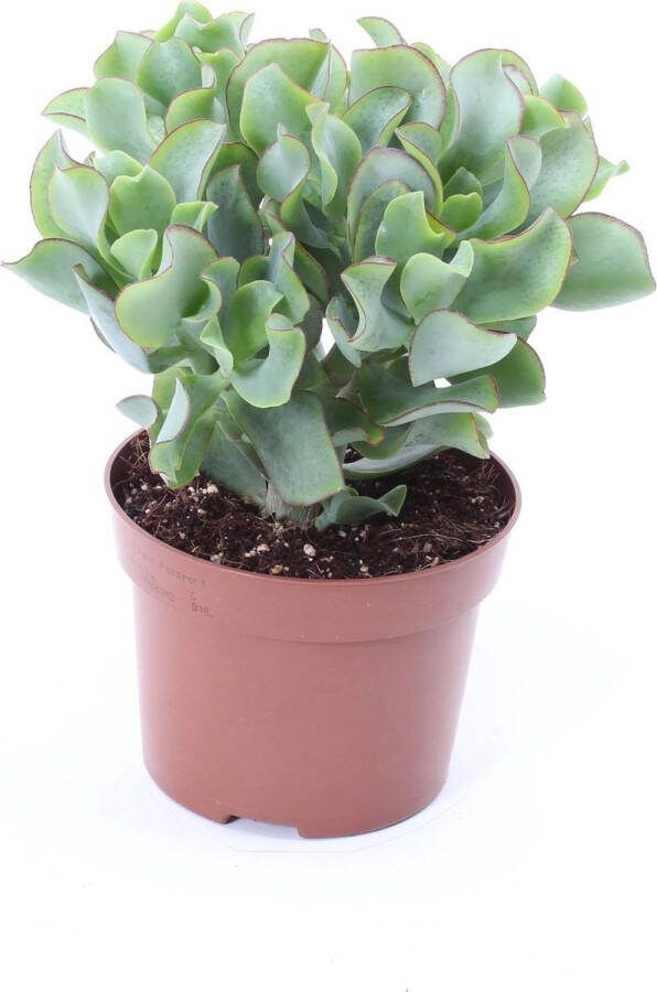 Firenze Bloemenatelier Crassula undulatifolia x2 jade planten vetplanten weinig water Ø8Cm 10Cm