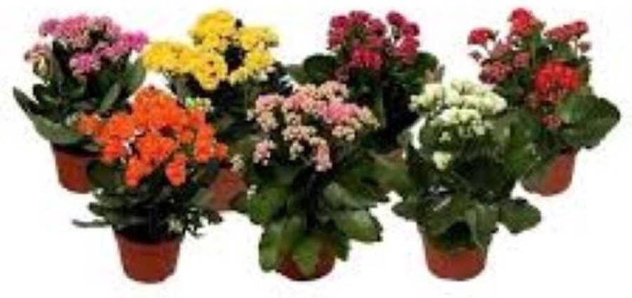 Firenze Bloemenatelier Kalanchoë Vetplant Gemakkelijk Verzorging Kamerplant