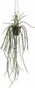 Fleurdirect Hangplant Rhipsalis Polyester Groen 0 x 85 x 0 cm (BxHxD)