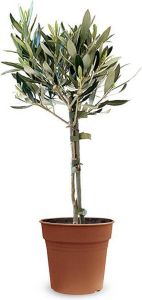 Fleurdirect Olea 60 Cm Ø 17 1 Stuks