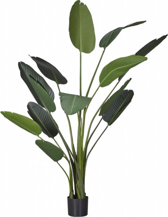 Easyplants Kunstplant Strelitzia 190 Cm Schitterende Brede Bladeren Brede Kamerplant
