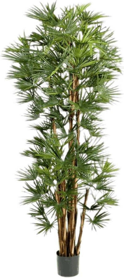 Plantenwinkel.nl Plantenwinkel Kunstplant Schefflera arboricola XL