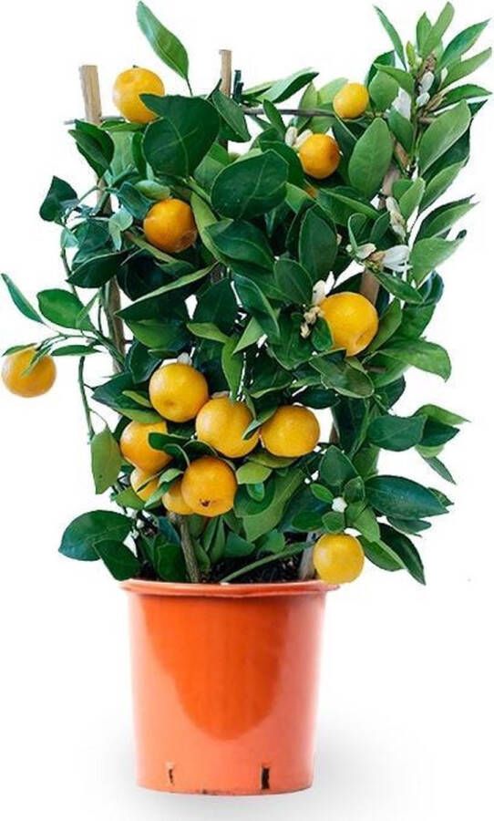 Fleurdirect Sinaasappelboom op rek medium