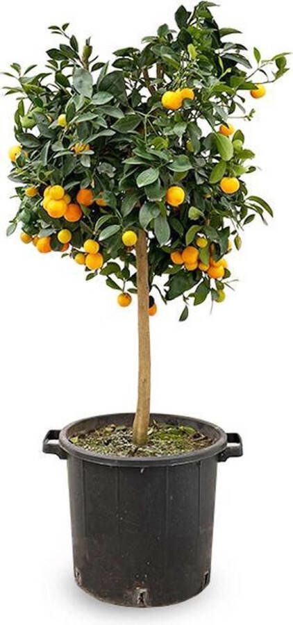 Fleurdirect Sinaasappelboom XXL