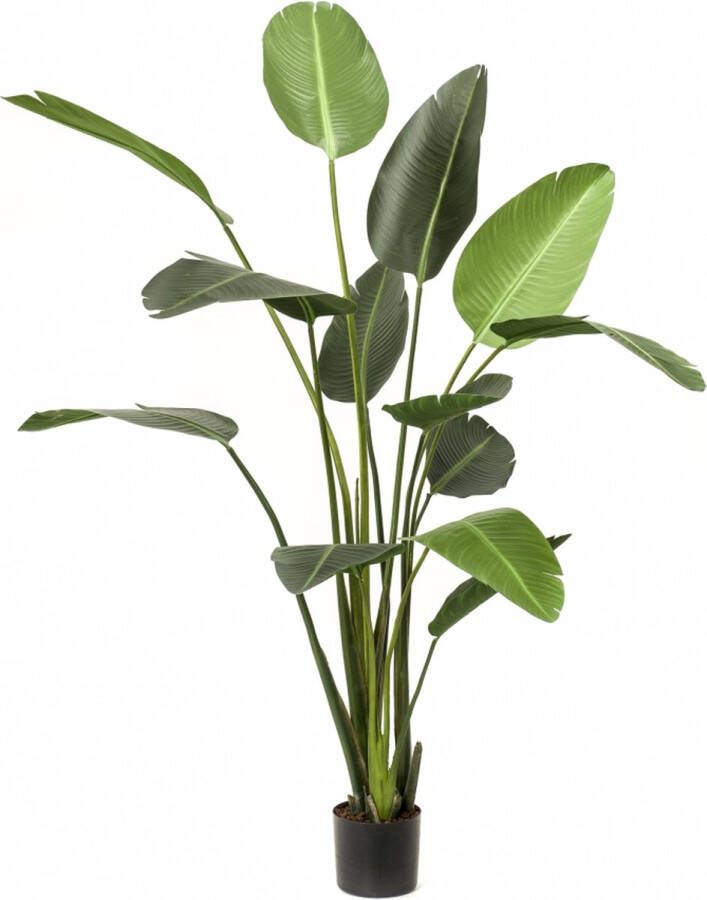 Fleurdirect Strelitzia XXL kunstplant