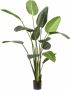 Fleur.nl Kunstplant Strelitzia Groen Polyester Groen 230x0x0cm (hxbxd) Woonexpress - Thumbnail 1