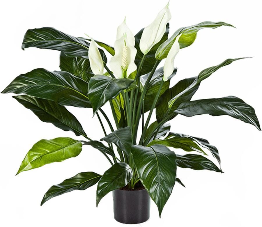 Plantenwinkel.nl Plantenwinkel Kunstplant Spathiphyllum L