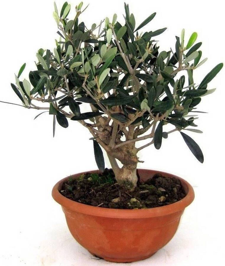 Fleur.nl Olea Europaea mini bonsai Olijfboom