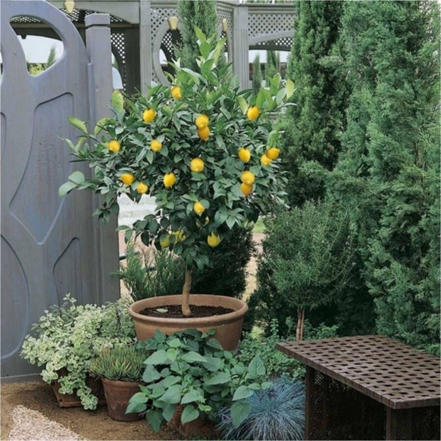 Florablom Citroenboom Citrus Limon