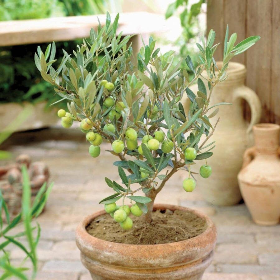 Florablom Olijfboom Olea europaea