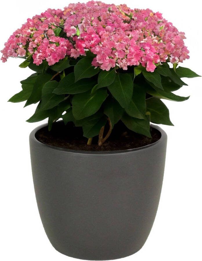 Floran bloempot plantenpot Atmosphera mat antraciet grijs keramiek D15 x H13 cm