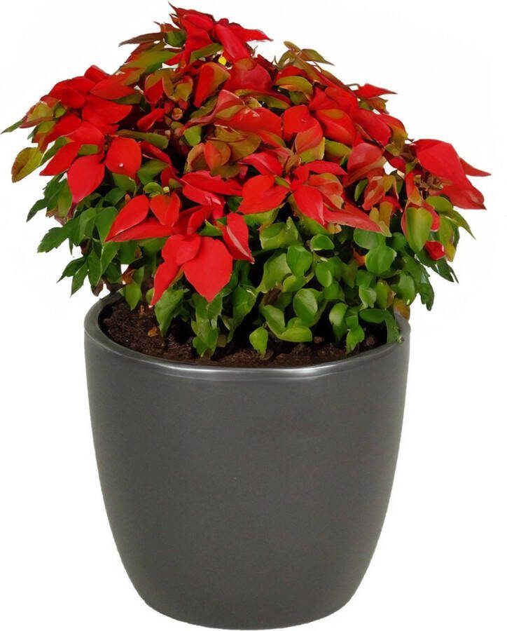 Floran bloempot plantenpot Atmosphera mat antraciet grijs keramiek D22 x H19 cm