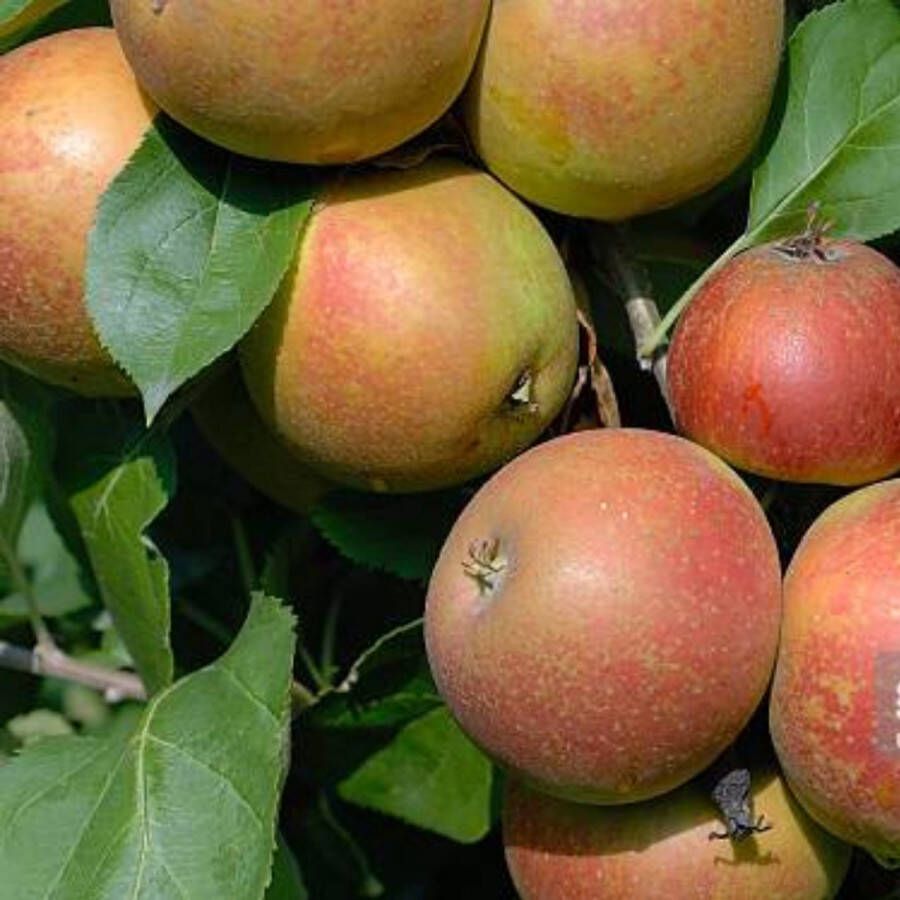 Appelboom Goudreinet Rode Boskoop Omtrek: 6-10 cm Halfstam