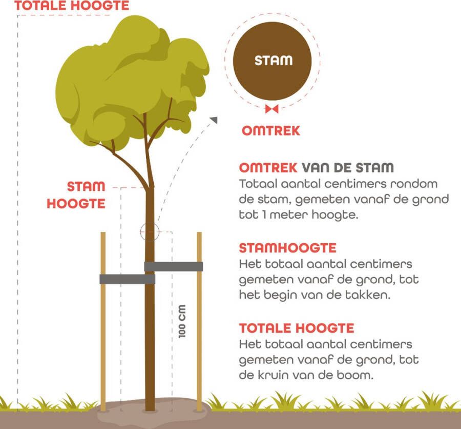 Appelboom Malus braeburn Omtrek: 6-10 cm Halfstam