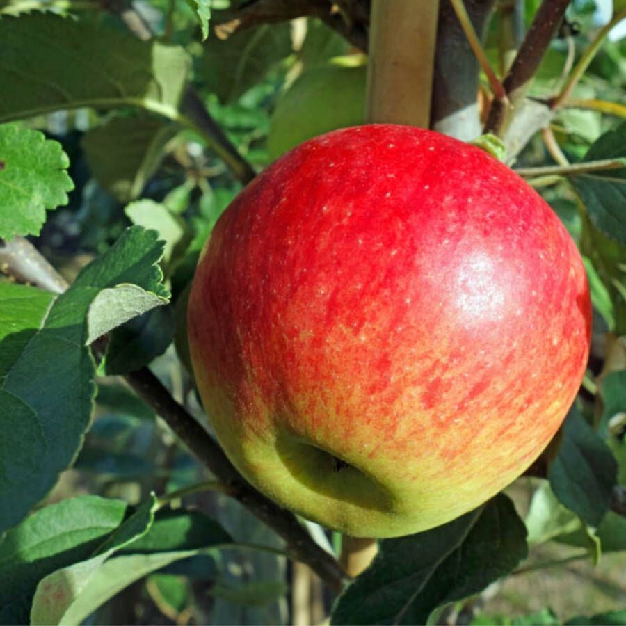 Appelboom Malus d. Elstar Omtrek: 6-10 cm Halfstam