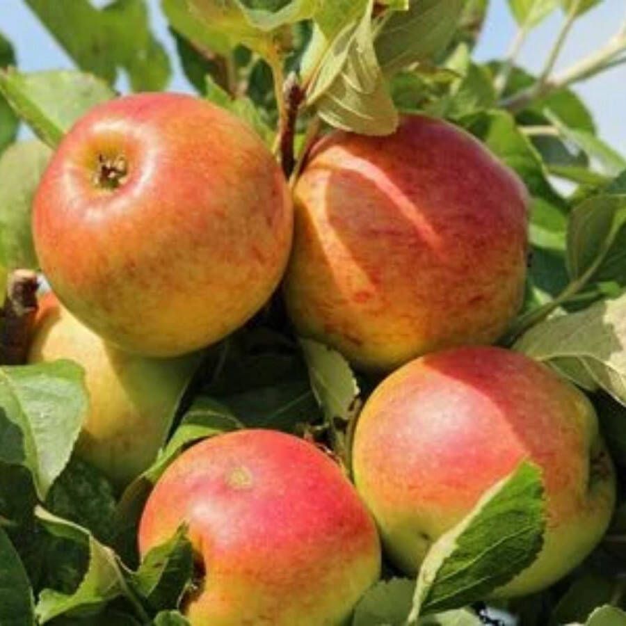 Appelboom Malus James Grieve Omtrek: 6-10 cm Halfstam