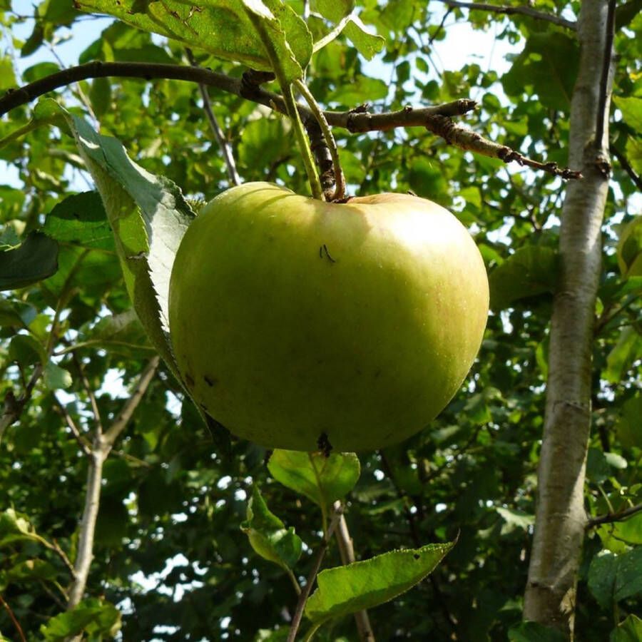 Appelboom Malus Notarisappel Omtrek: 6-10 cm Halfstam