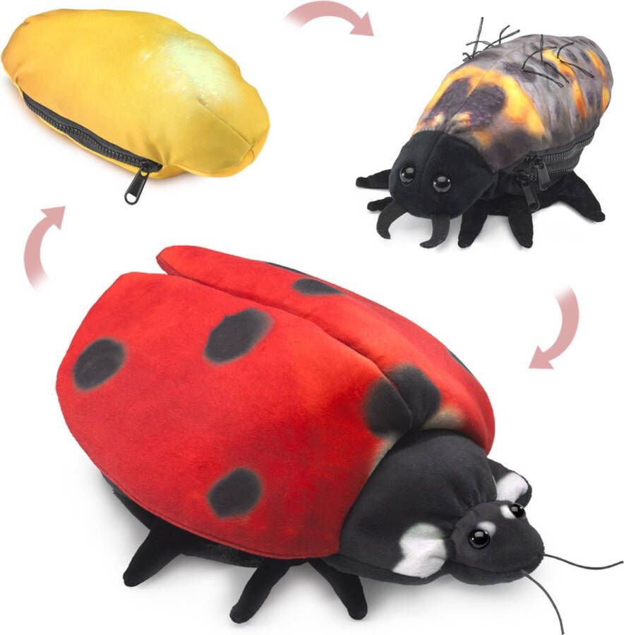 Folkmanis Handpop Lieveheersbeestje Metamorfose Marienkäfer Metamorphose Ladybug Life Cycle